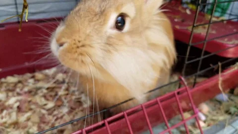 Lionhead Rabbit Stock Footage 91142234