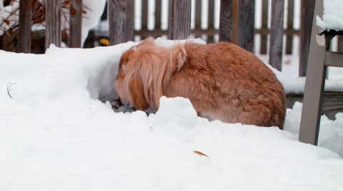 Lionhead Rabbit Foraging and Playing in the Snow Stock Footage 53773055