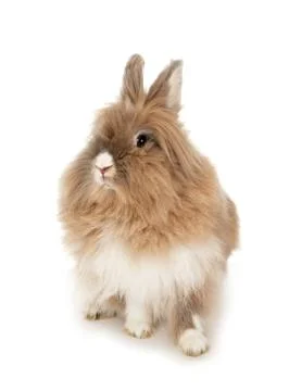 Lionhead rabbit. Fotos de archivo