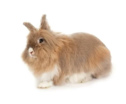 Lionhead rabbit. Fotos Stock