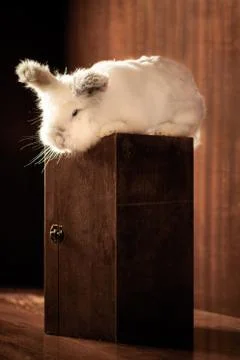 Lionhead Rabbit Foto stock