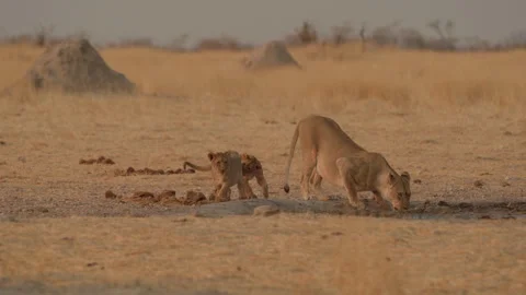 Lionness with 2 cubs drinking at waterhole, Namibia, Etosha Pan, 4K 動画素材 333699790