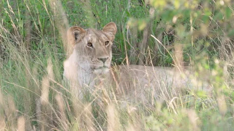 Lionness in Grass Stock Footage 246885312