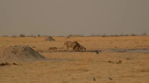 Lions with 2 cubs drinking at a waterhole, Namibia, Etosha Pan, 4K 動画素材 333699552
