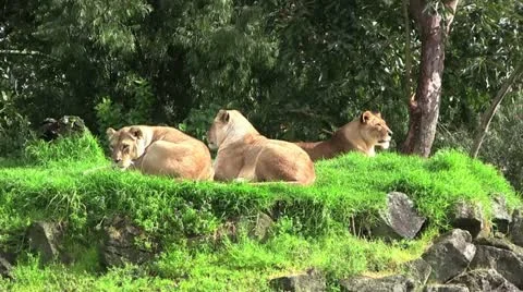 Lions 30 Stock Footage 12428093