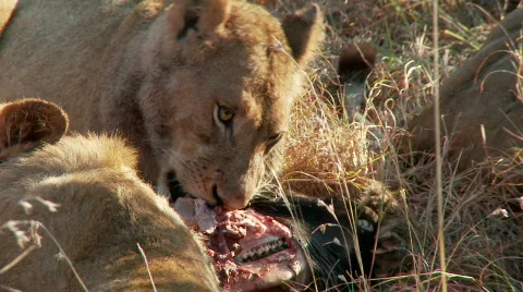Lions alert at wildebeest kill 库存影片 562434