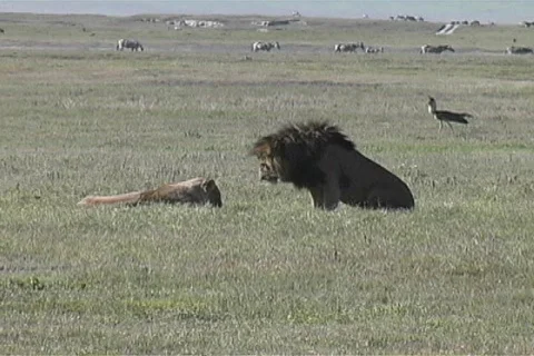 Lions and bird Stock-Footage 97205