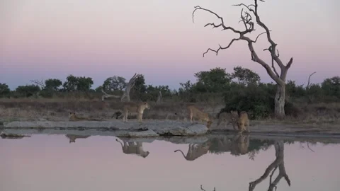 Lions and dead tree reflected in calm waterhole 스톡 동영상 322030268