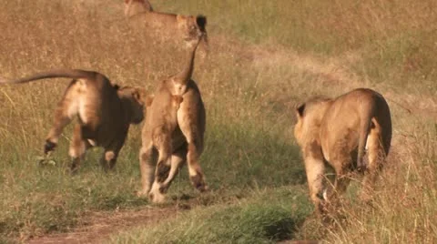 Lions are playing on the road Video stock 22262877