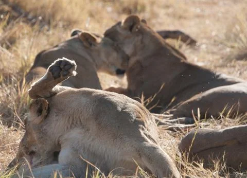 Lions, Botswana Stock Photos