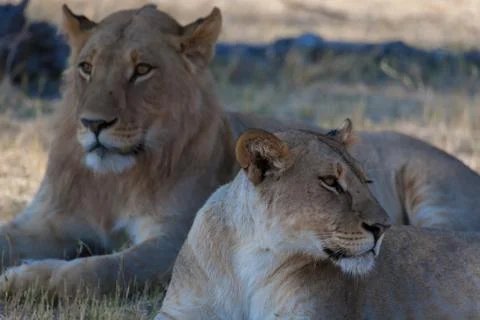 Lions, Botswana Stock Photos