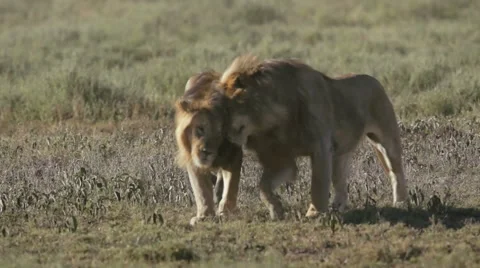 LIONS BUMP HEADS Video stock 48875622