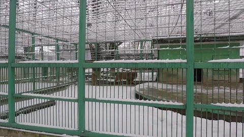 Lions in a cage at Razgrad Zoo Stock Footage