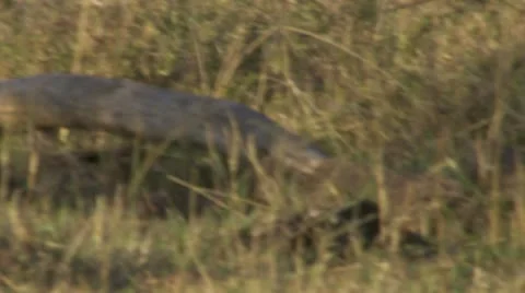 Lions camerashot through trees Stock Footage 12653331