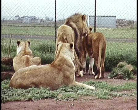 Lions in Captivity at Circus (1970s/1980s) Stock Footage 45504252