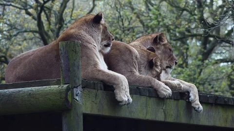 Lions in captivity Stock Footage 89403073