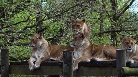 Lions in captivity Stock Footage 89403277