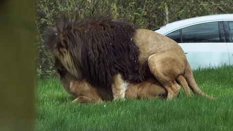 Lions in captivity Stock Footage 89409369