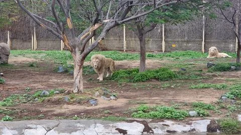 Lions in captivity Stock Photos
