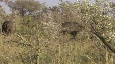 Lions chasing buffalos Stock Footage 12656680