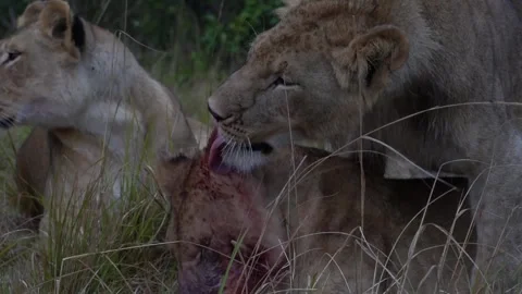 Lions cleaning each other after bloody f... | Stock Video | Pond5