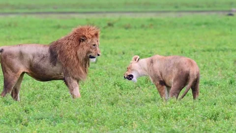 Lions Courting and Mating Behavior in African Savannah Telephoto Lens 4k Video Stock Footage 338263109