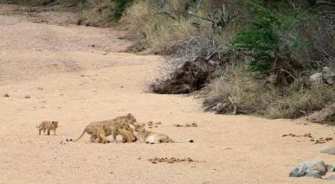 Lions with cups in riverbed Stock Photos