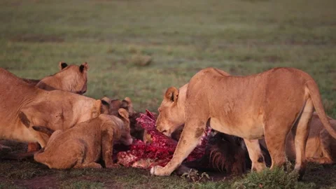 Lions devouring kill on safari on the Masai Mara Reserve in Kenya Africa Stock Footage 274467204