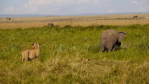 Lions discussing the plan of attacking young elephant from behind in Kenya Stock Footage 106792744