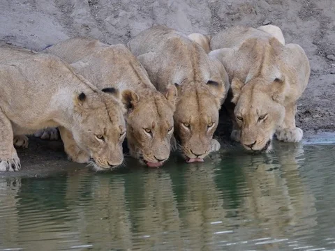 Lions drinking from pond Stock Footage 76492331