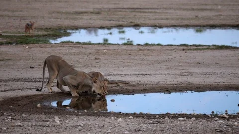 LIONS DRINKING WATER Stock Footage 104865732