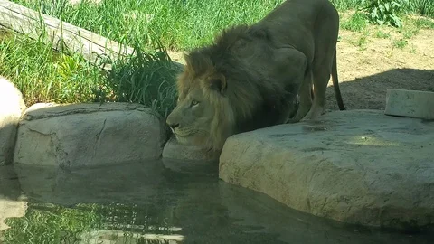 Lions Drinking Water Stock Footage 111171746