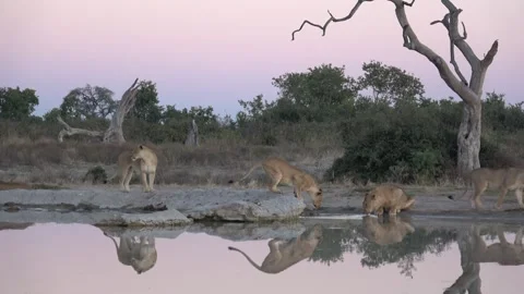 Lions drinking while cub plays with water — Part 2 Vídeos de archivo 322030296