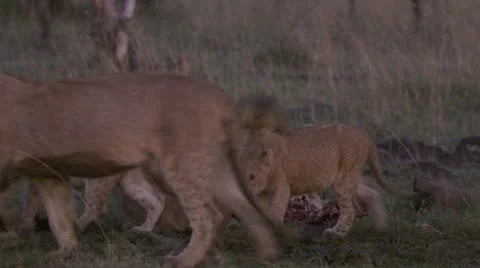 Lions eating carcass Stock Footage 12657518