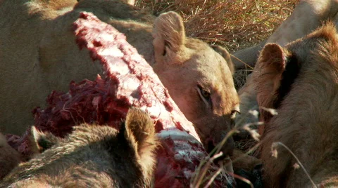 Lions eating Видео 555937