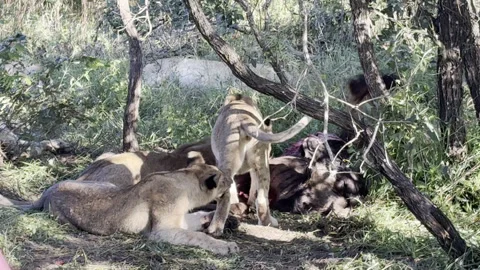 Lions eating Stock Footage 334747775