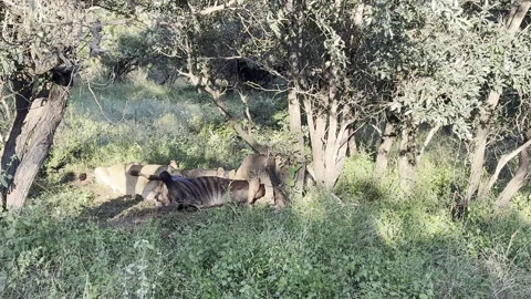 Lions eating Stock Footage 334747897