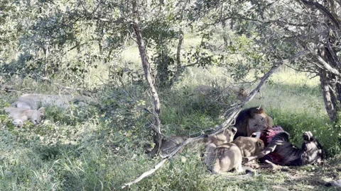 Lions eating Stock Footage 334748166
