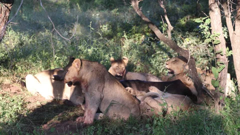 Lions eating Stock Footage 334748382