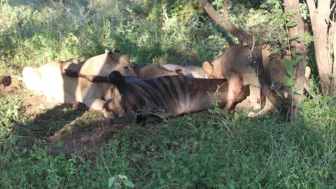 Lions eating Vídeos de archivo 334748401