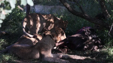 Lions eating Stock Footage 334748548