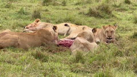Lions eating Kill Stock Footage 331204641