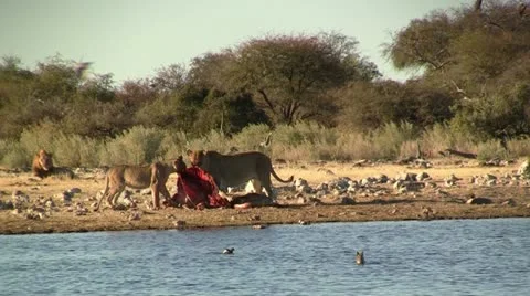 Lions eating prey Stock Footage 12165838