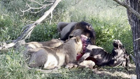 Lions eating wildebeest Stock Footage 334747972