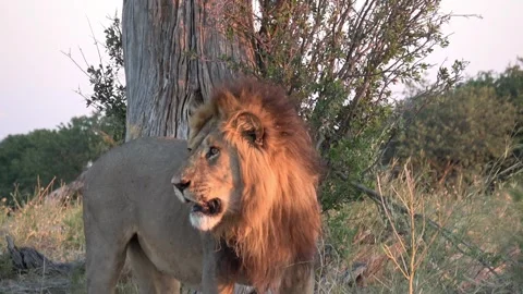 Lion’s expression returns to neutral after flehmen sequence — Part 4 스톡 동영상 321232336