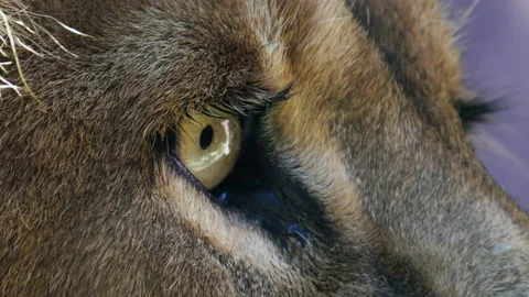 Lion's eye closeup Stock Footage