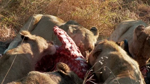 Lions Feeding 스톡 동영상 8777231