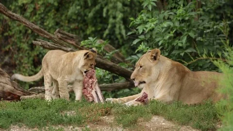 Lions feeding Vídeo Stock 77185743