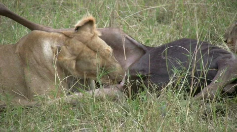 Lions feeding on a fresh kill Stock Footage 550441
