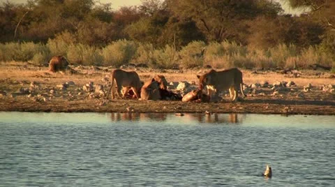 Lions feeding on an oryx Video stock 12165849